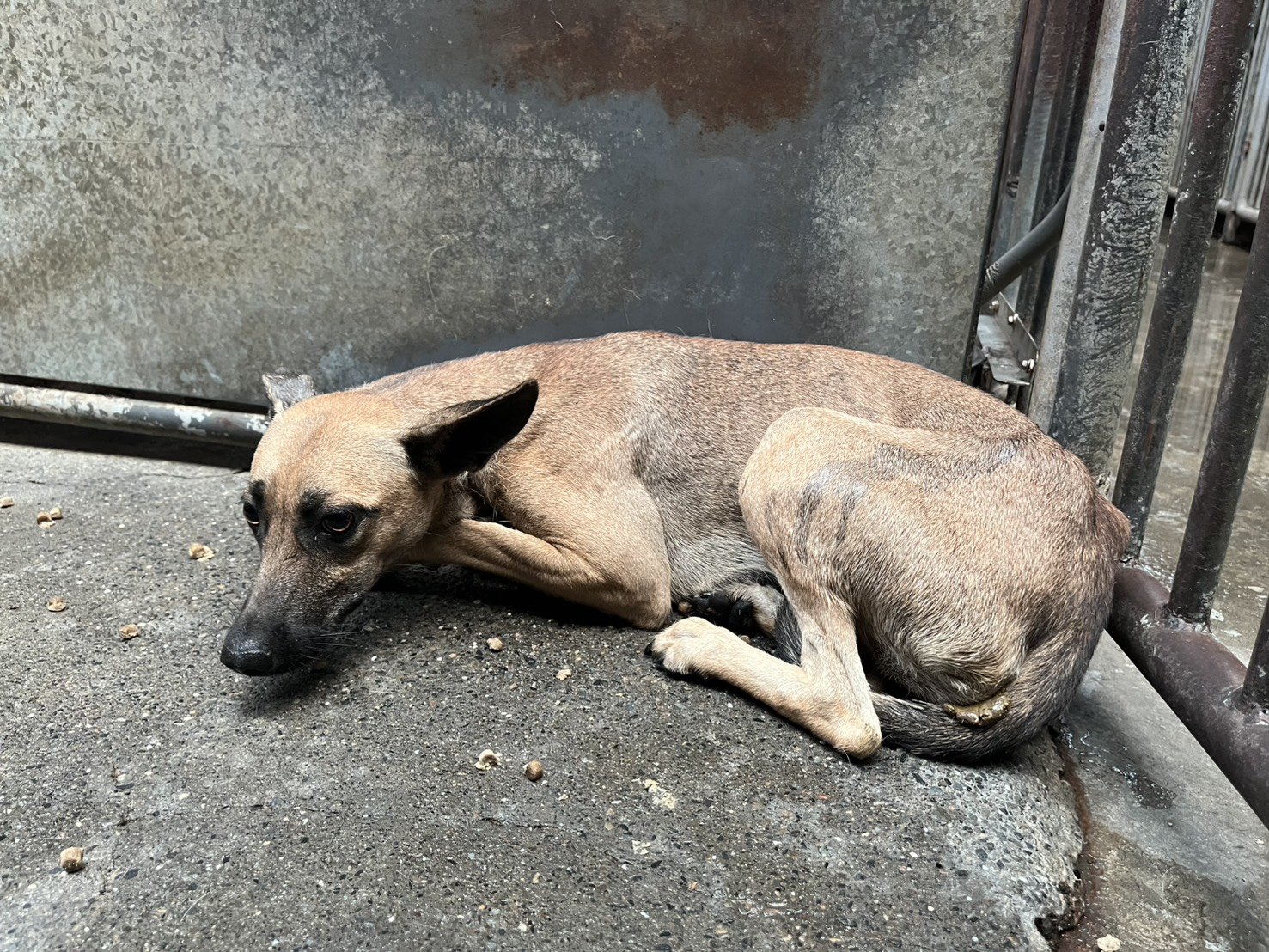 混種犬