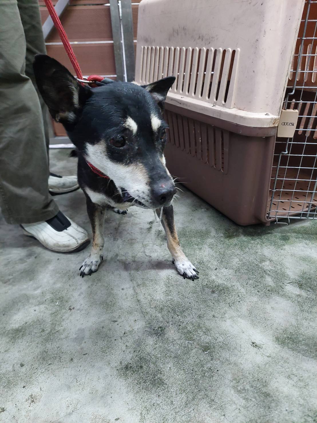 混種犬