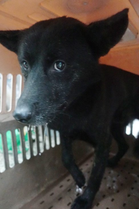 混種犬