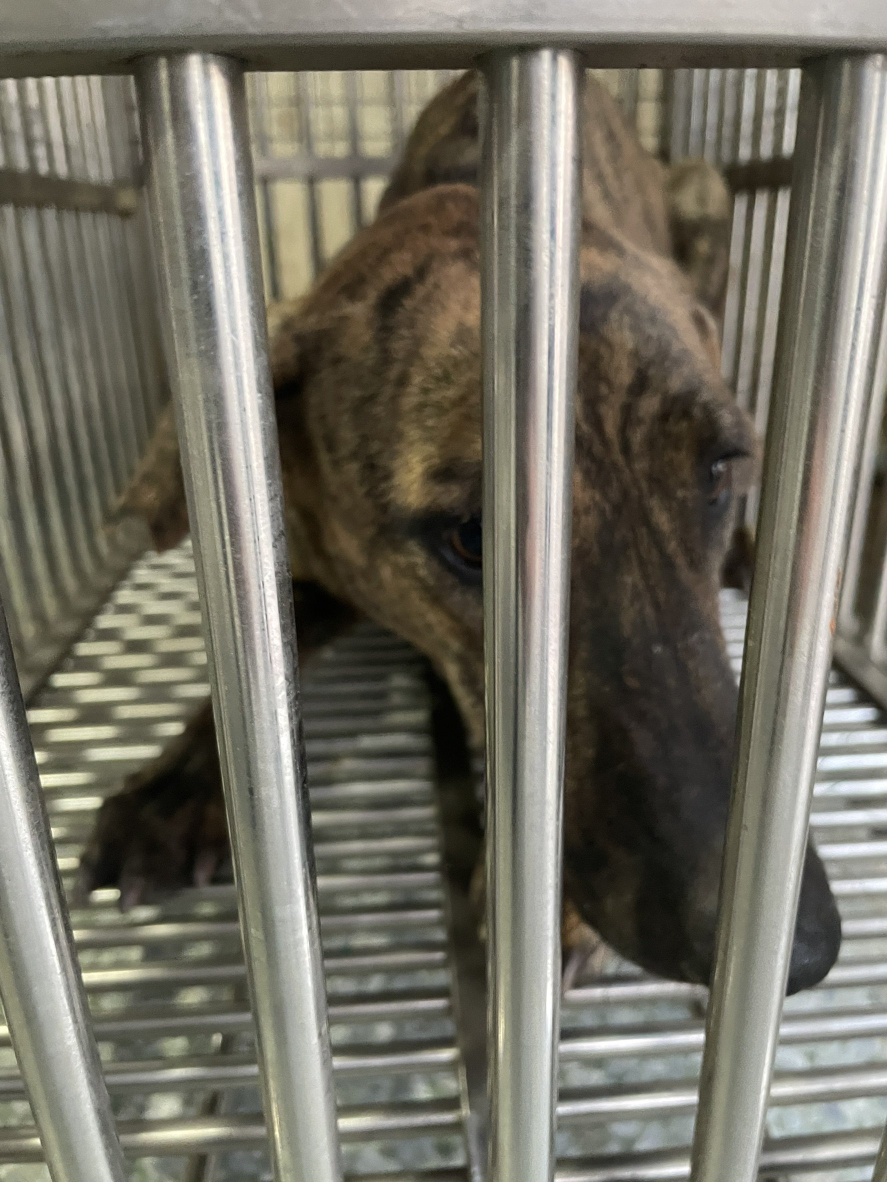 混種犬