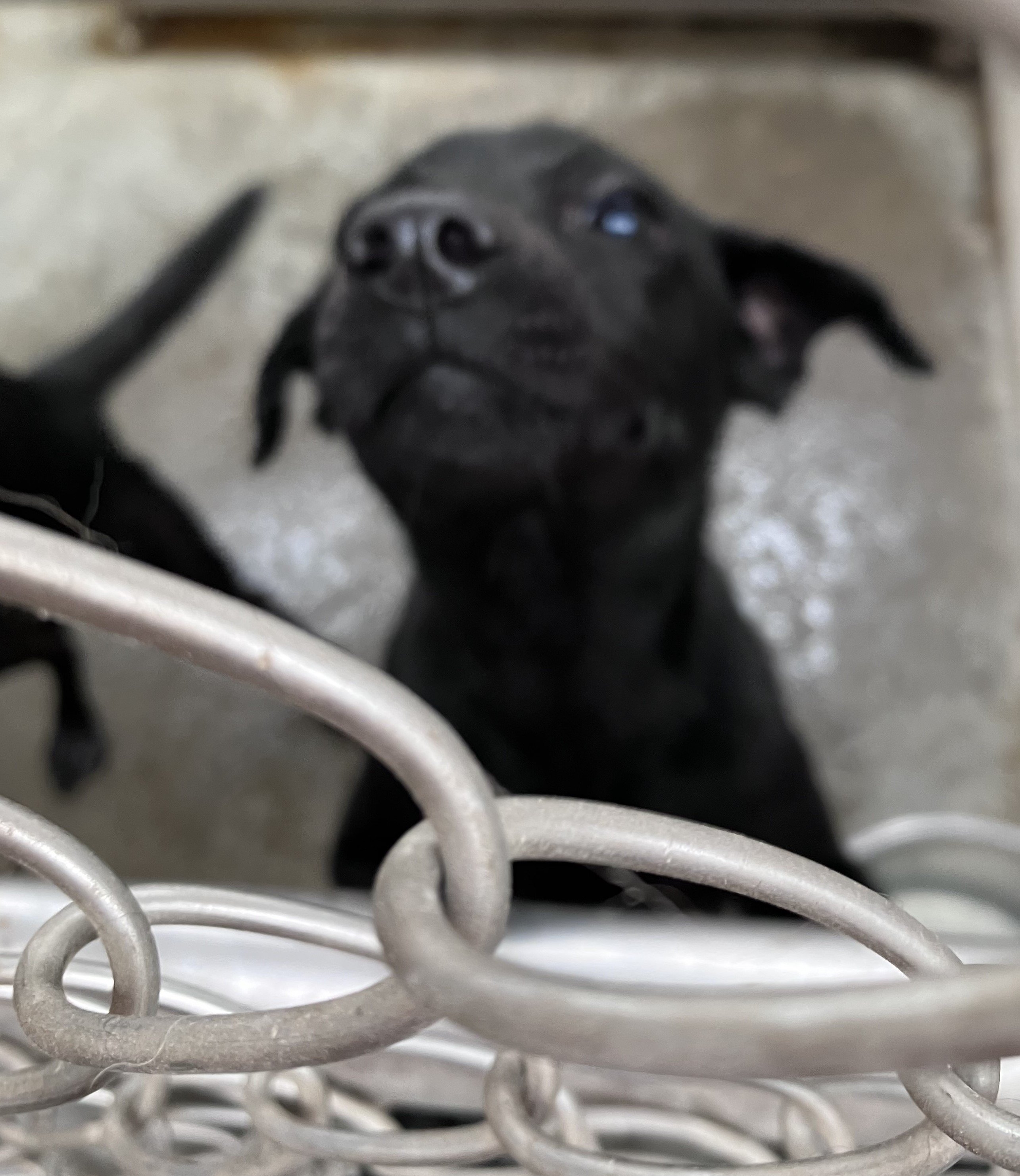 混種犬