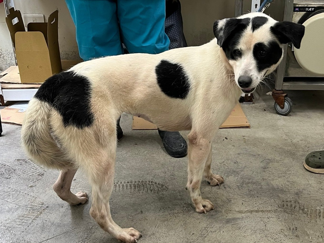 混種犬