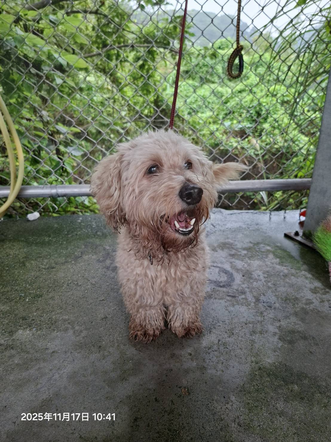 混種犬