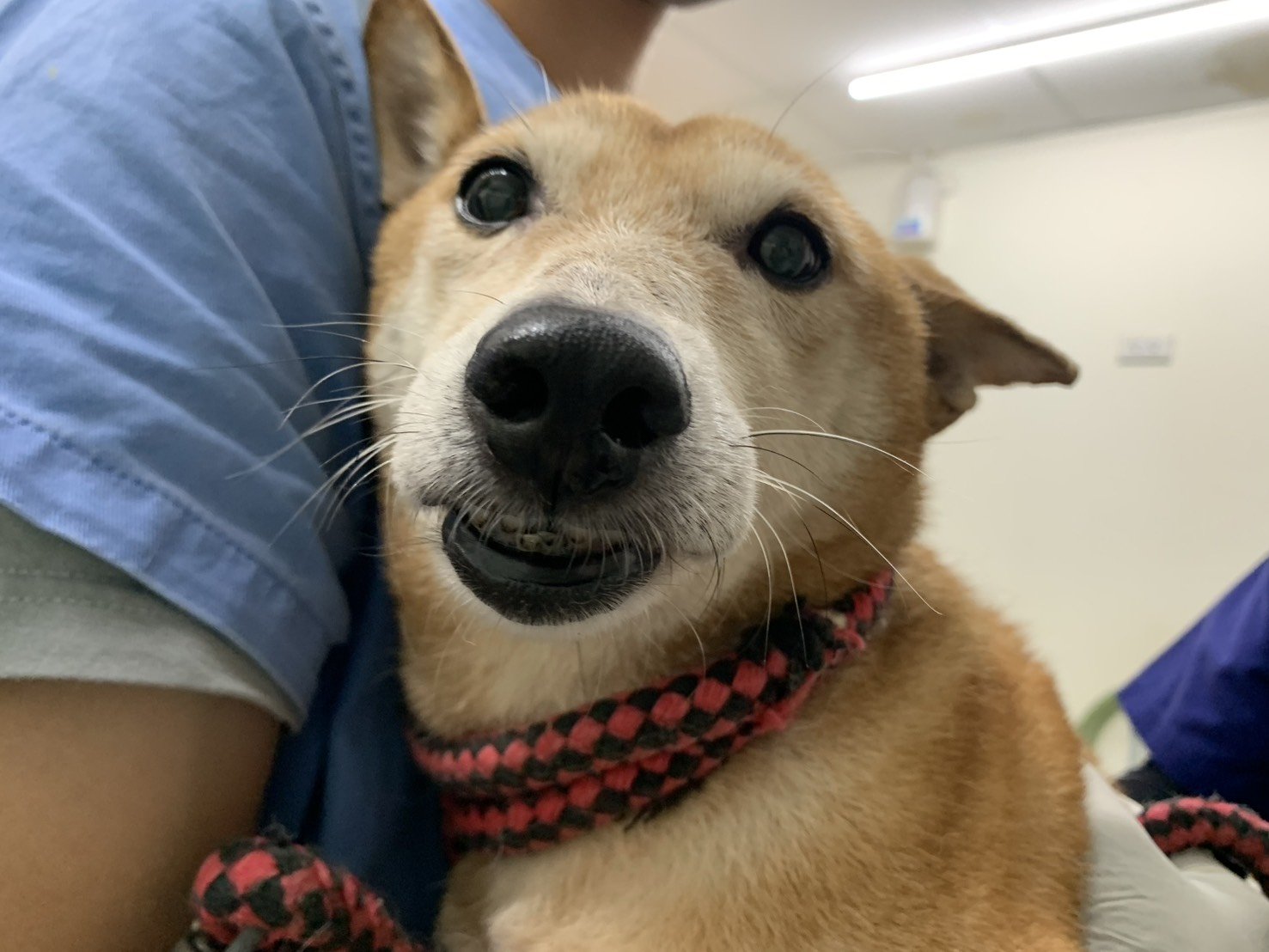 混種犬
