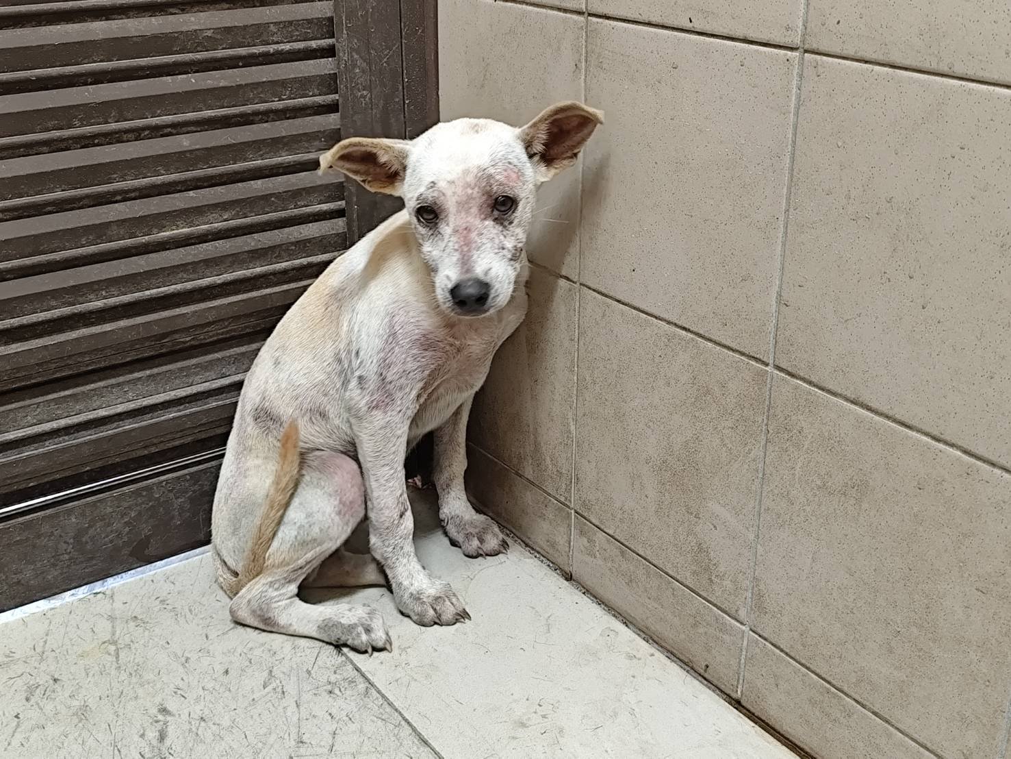 混種犬