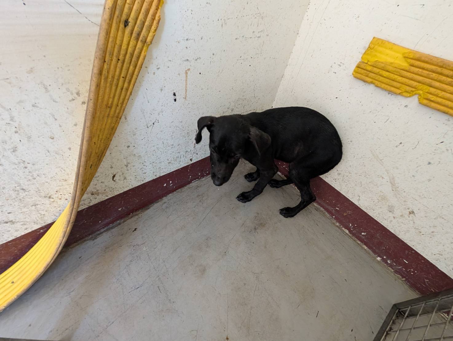 混種犬