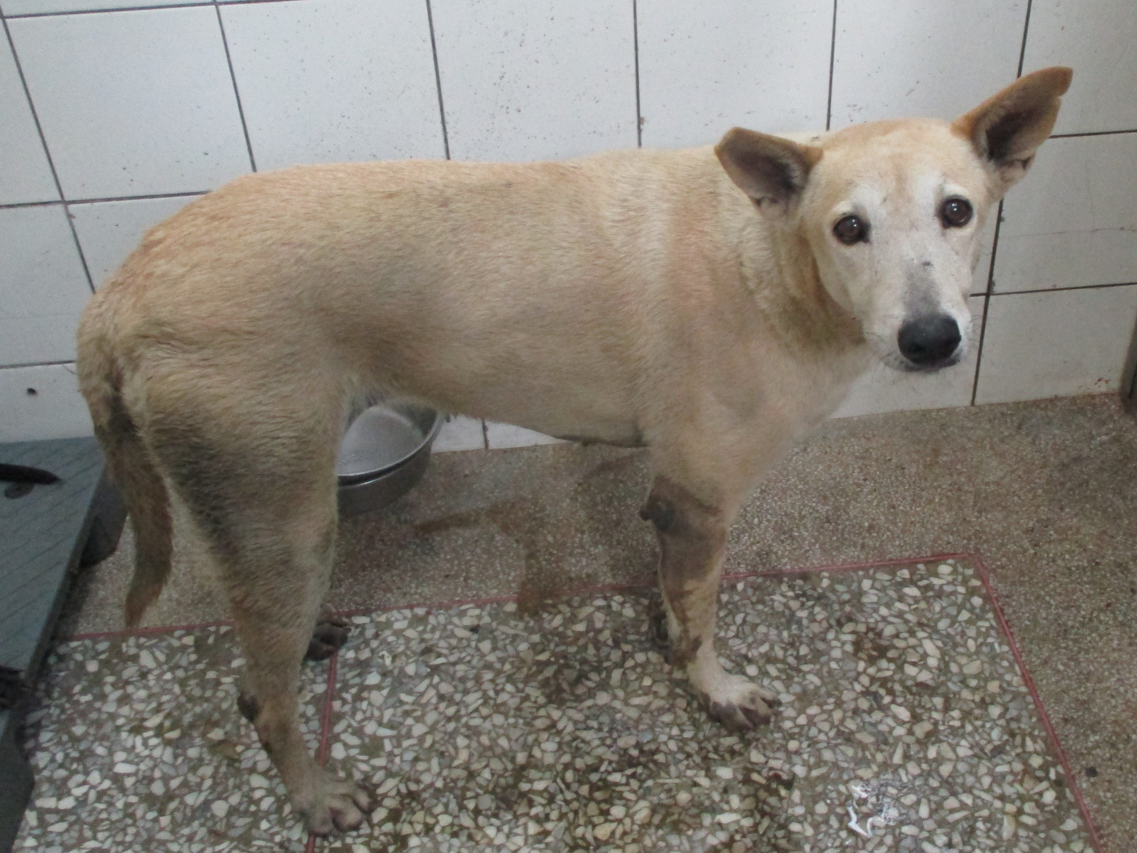 混種犬