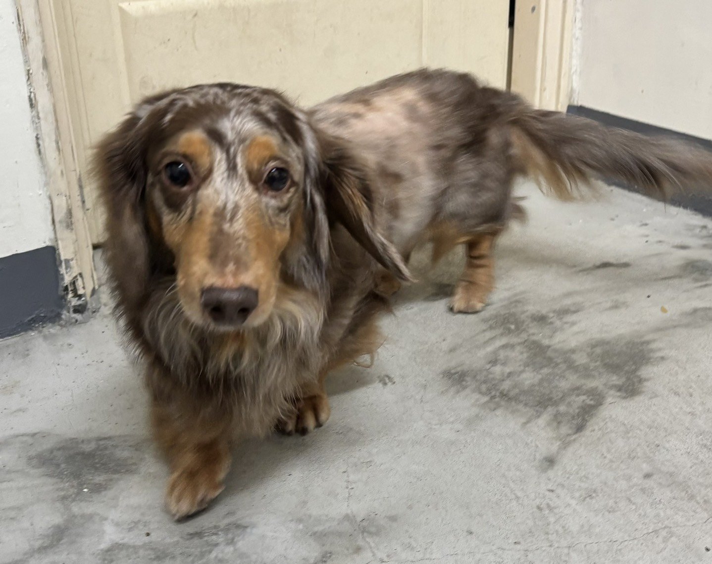 臘腸犬