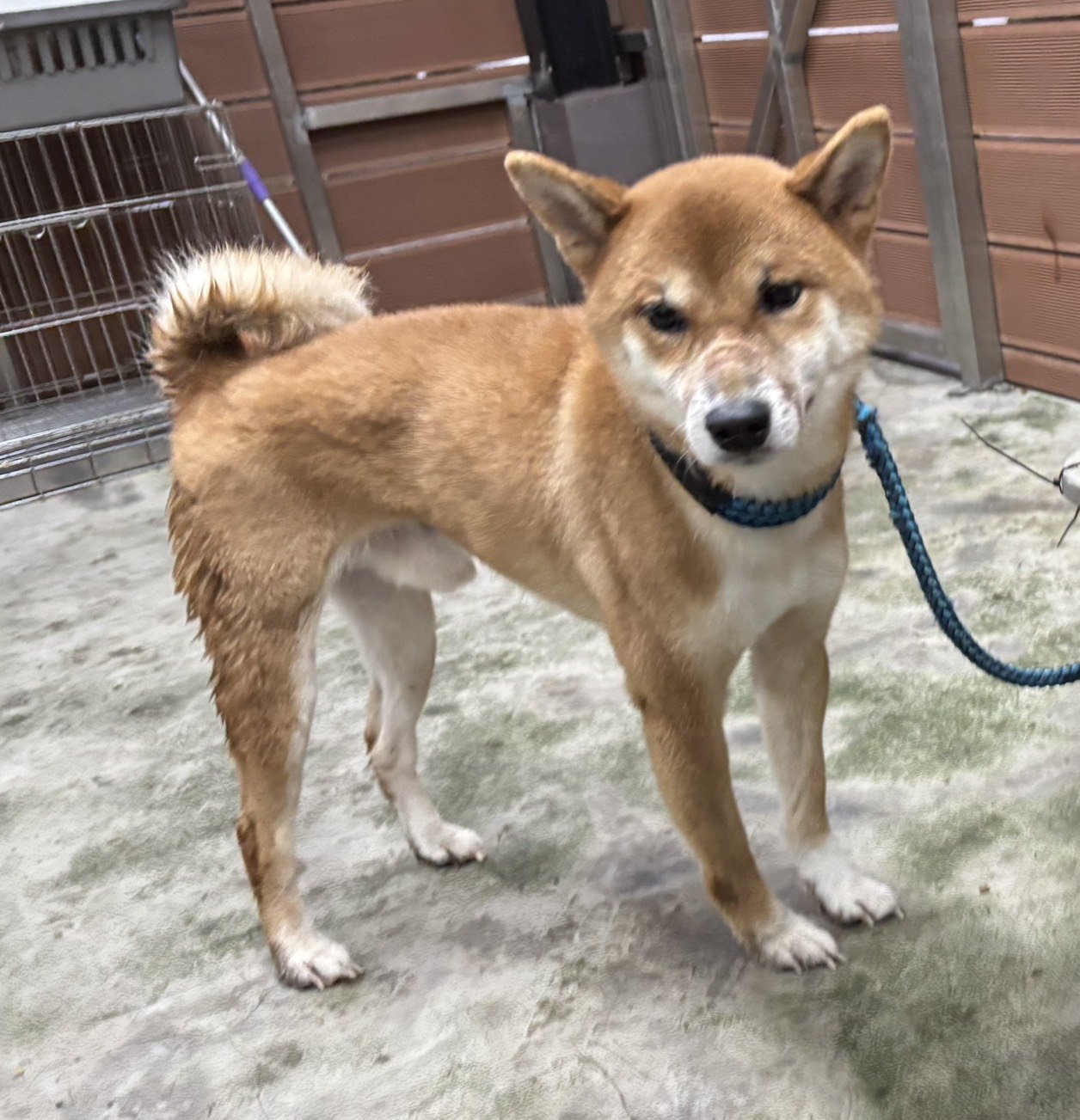 柴犬