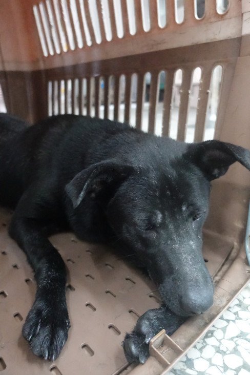 混種犬