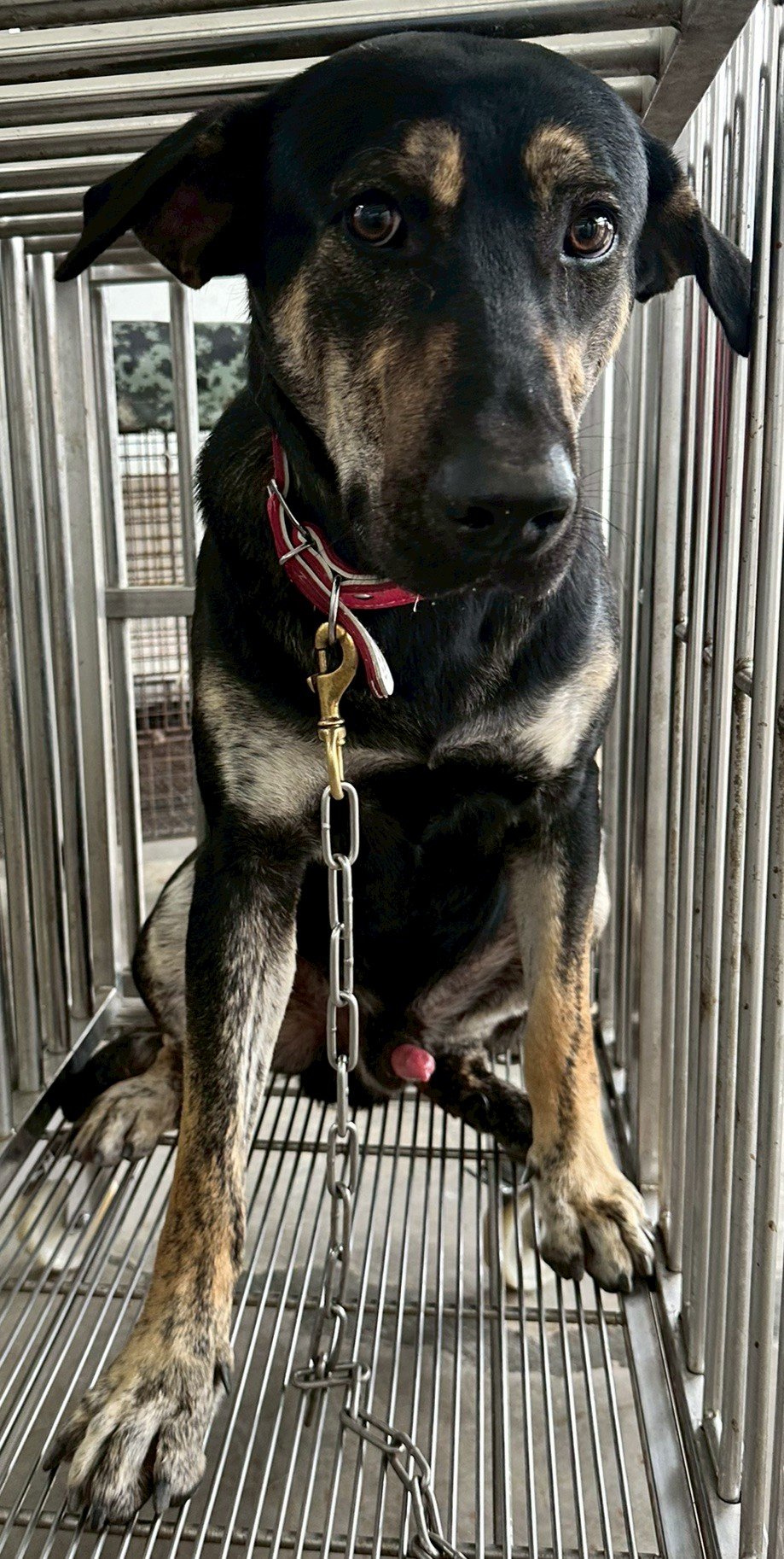 混種犬