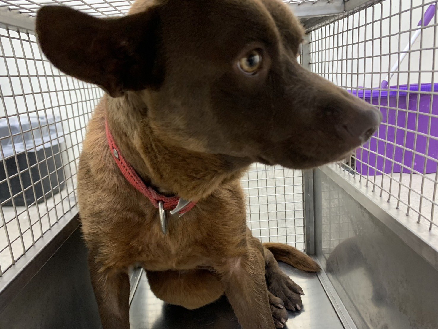 混種犬