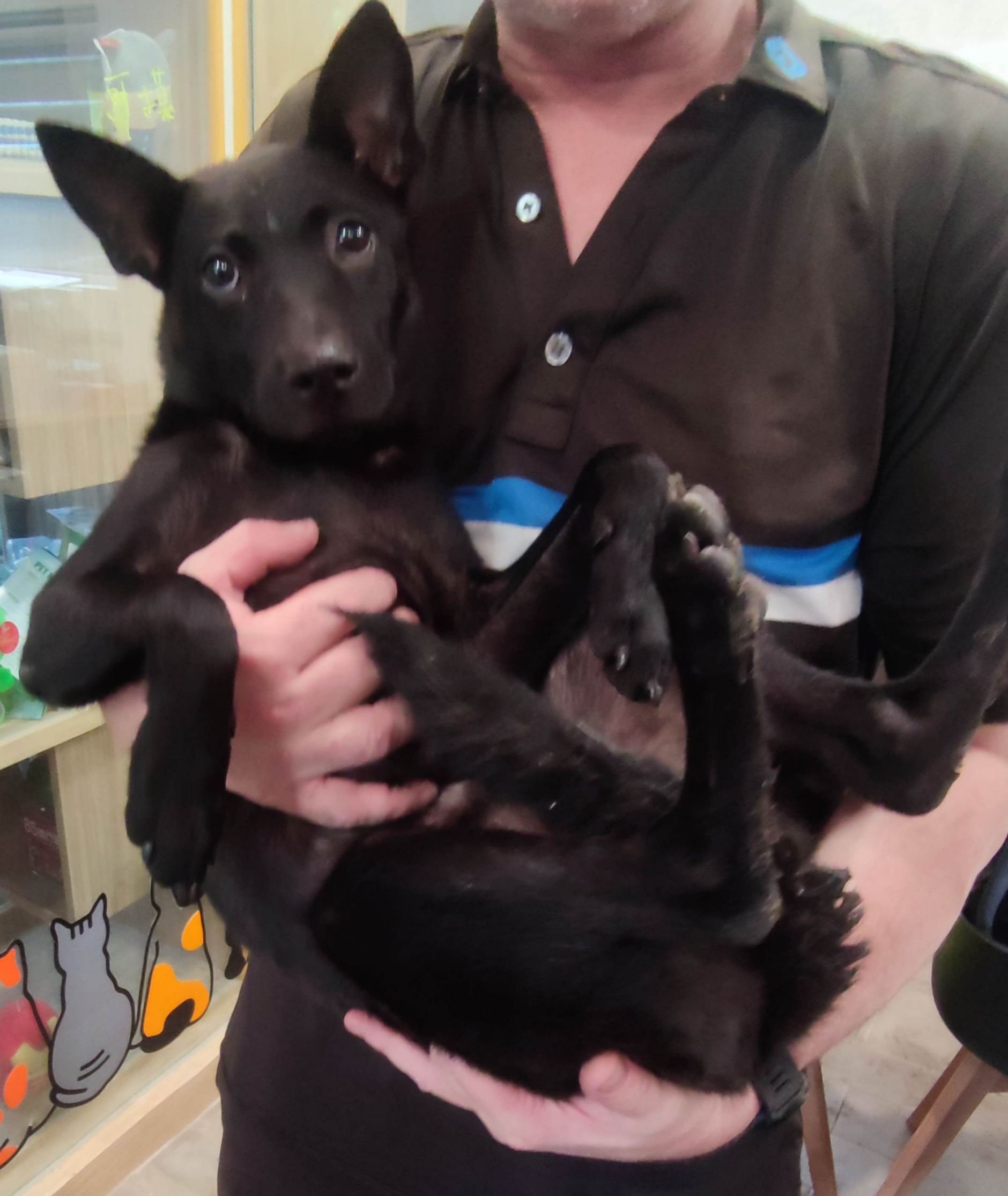 混種犬