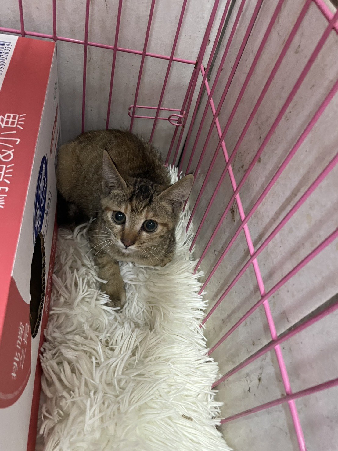 混種貓