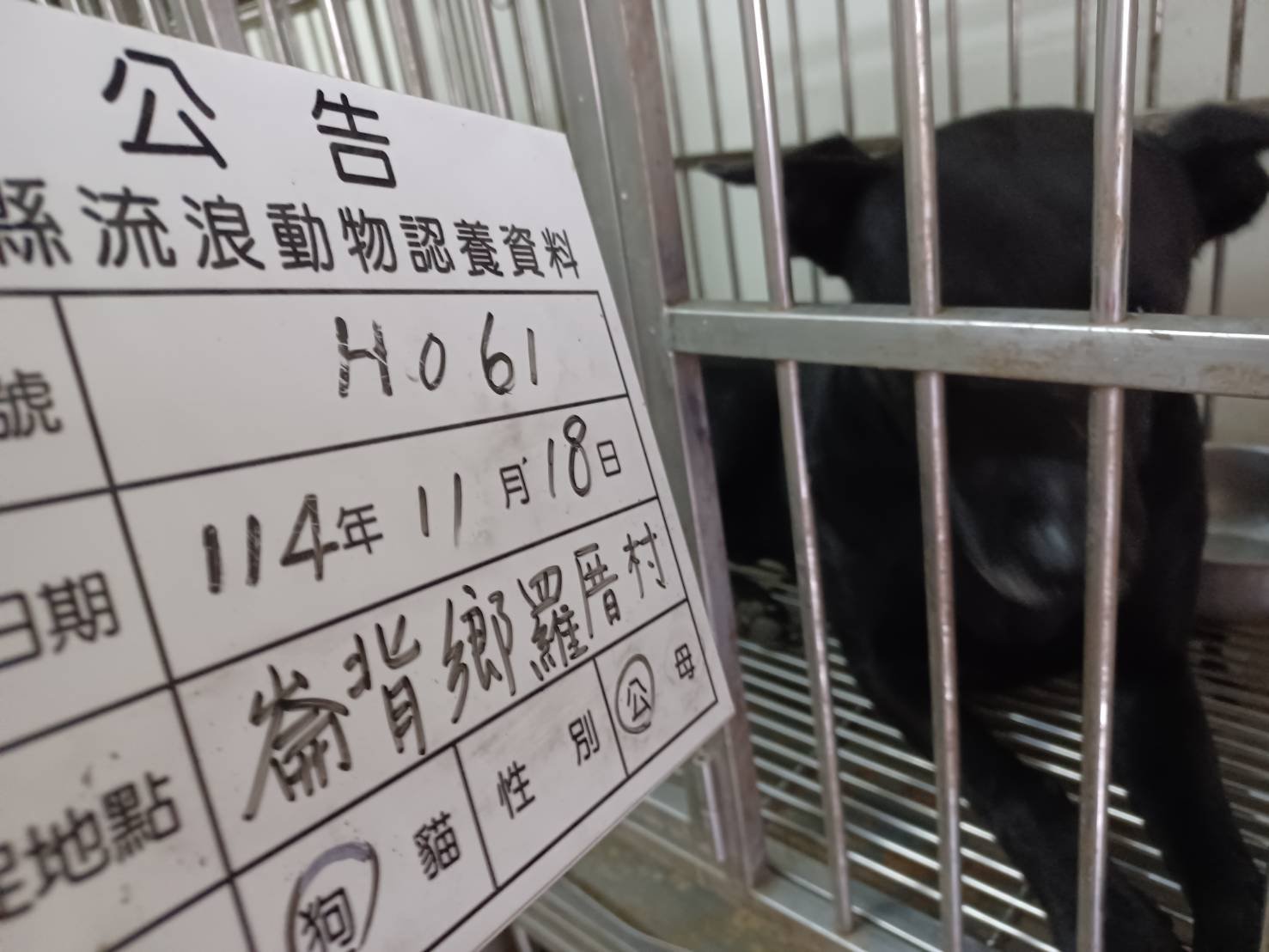 混種犬