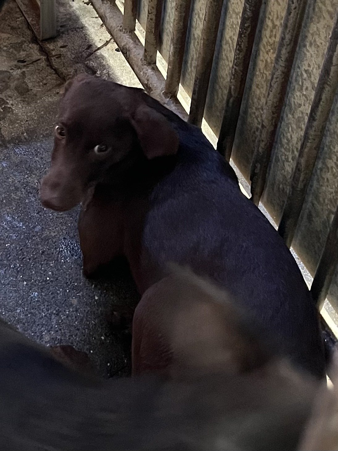 混種犬