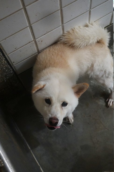 柴犬