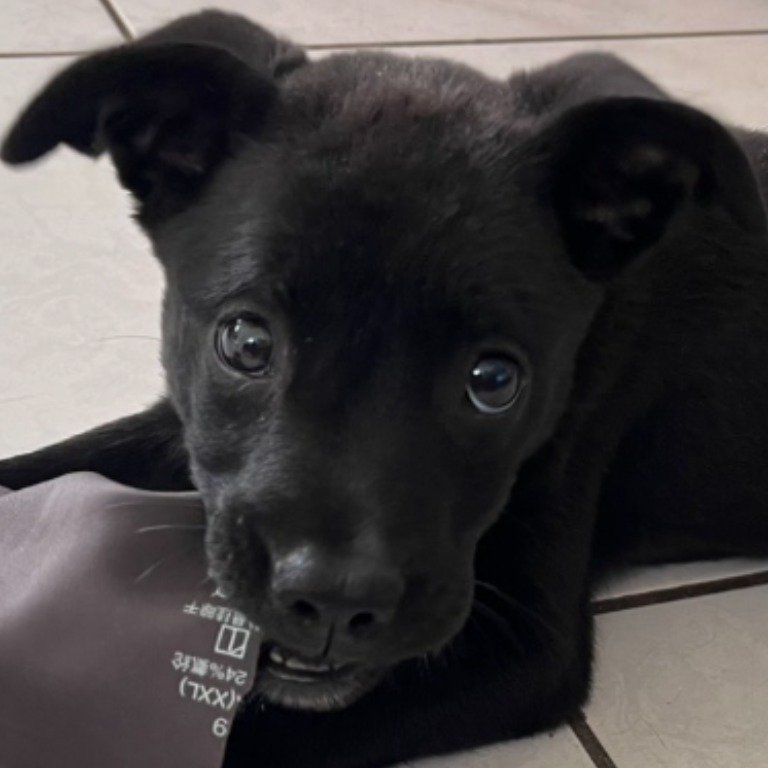 混種犬