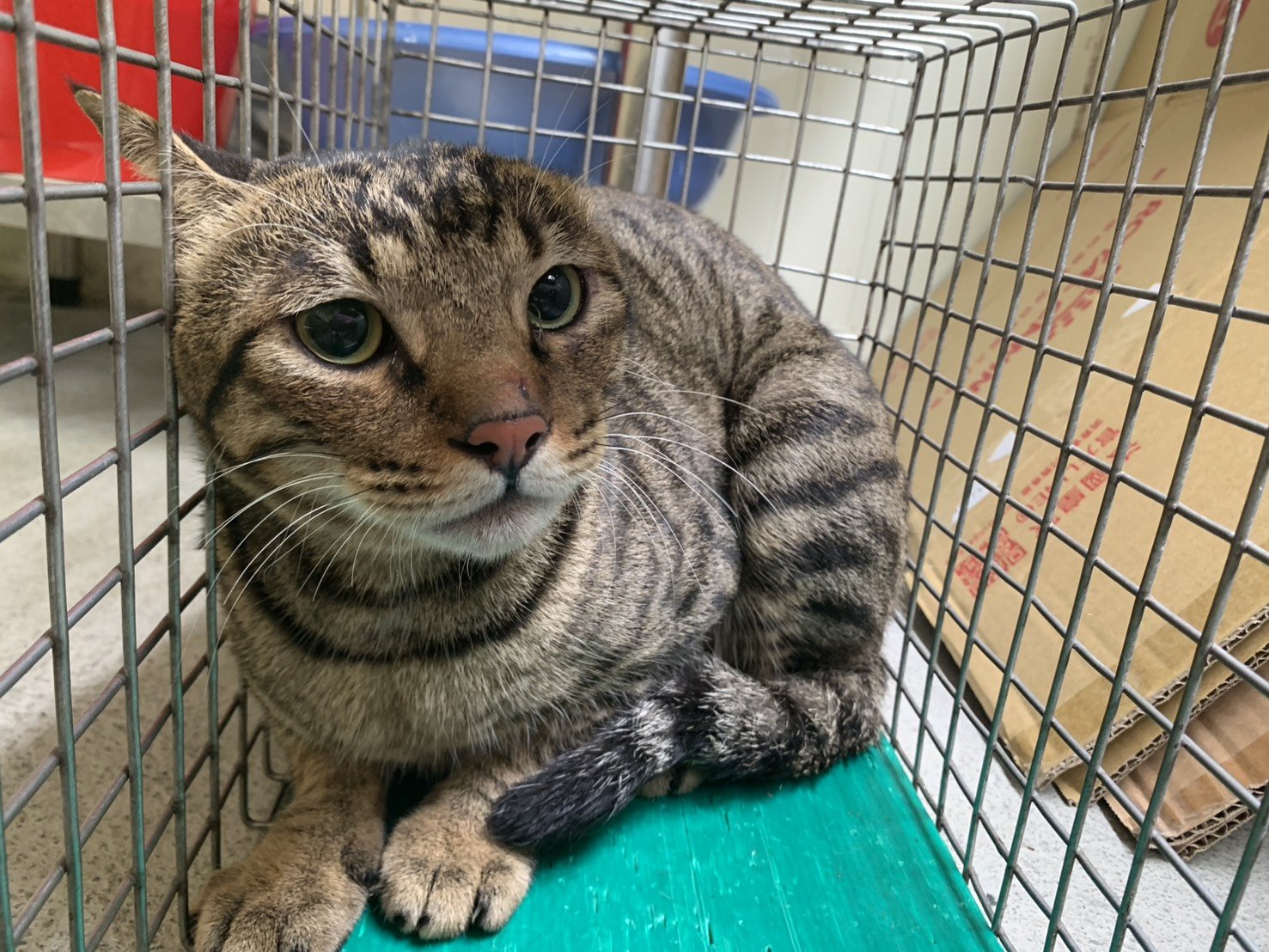 混種貓