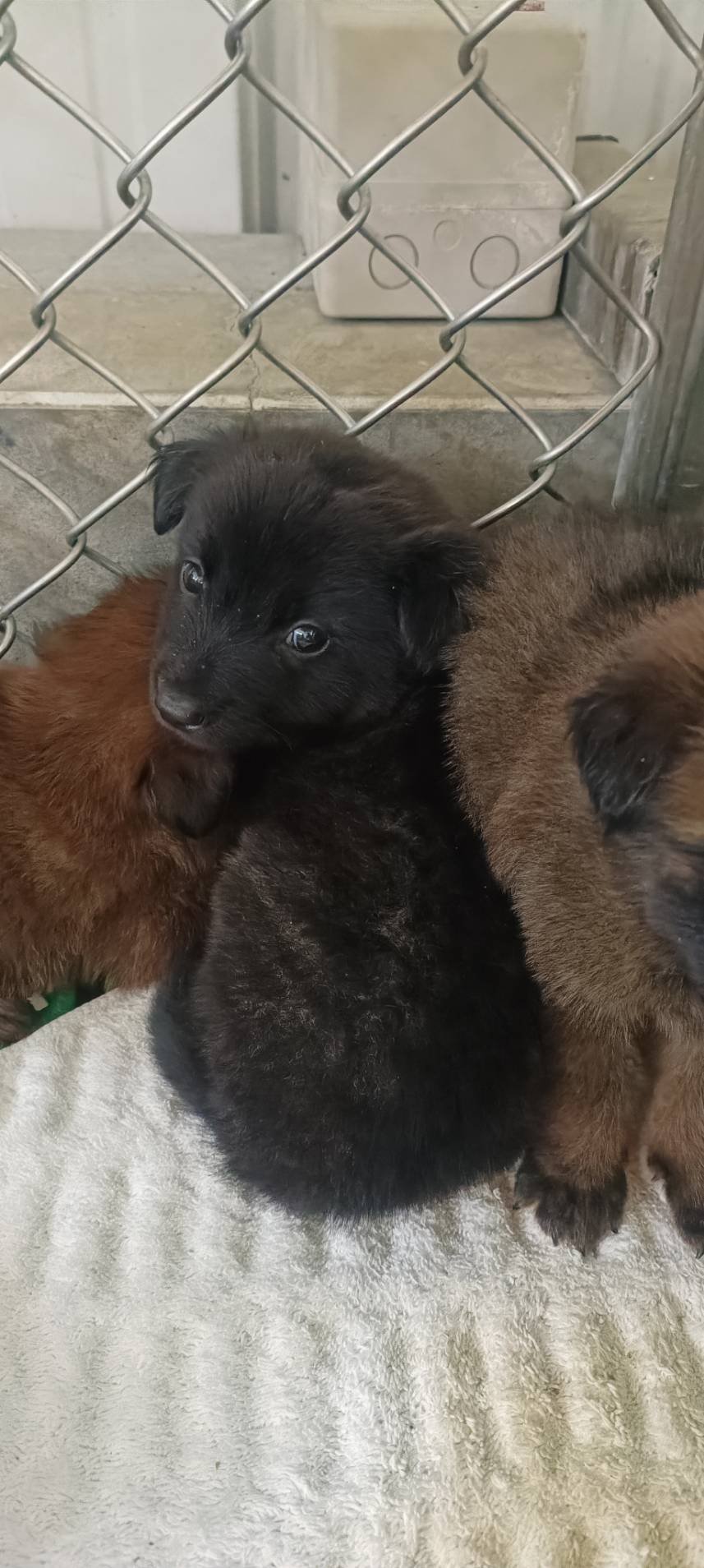 混種犬