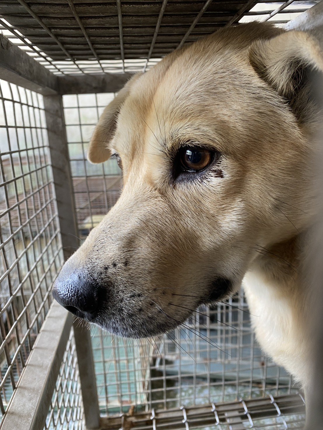 混種犬