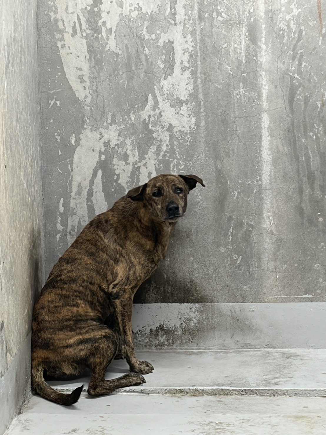 混種犬