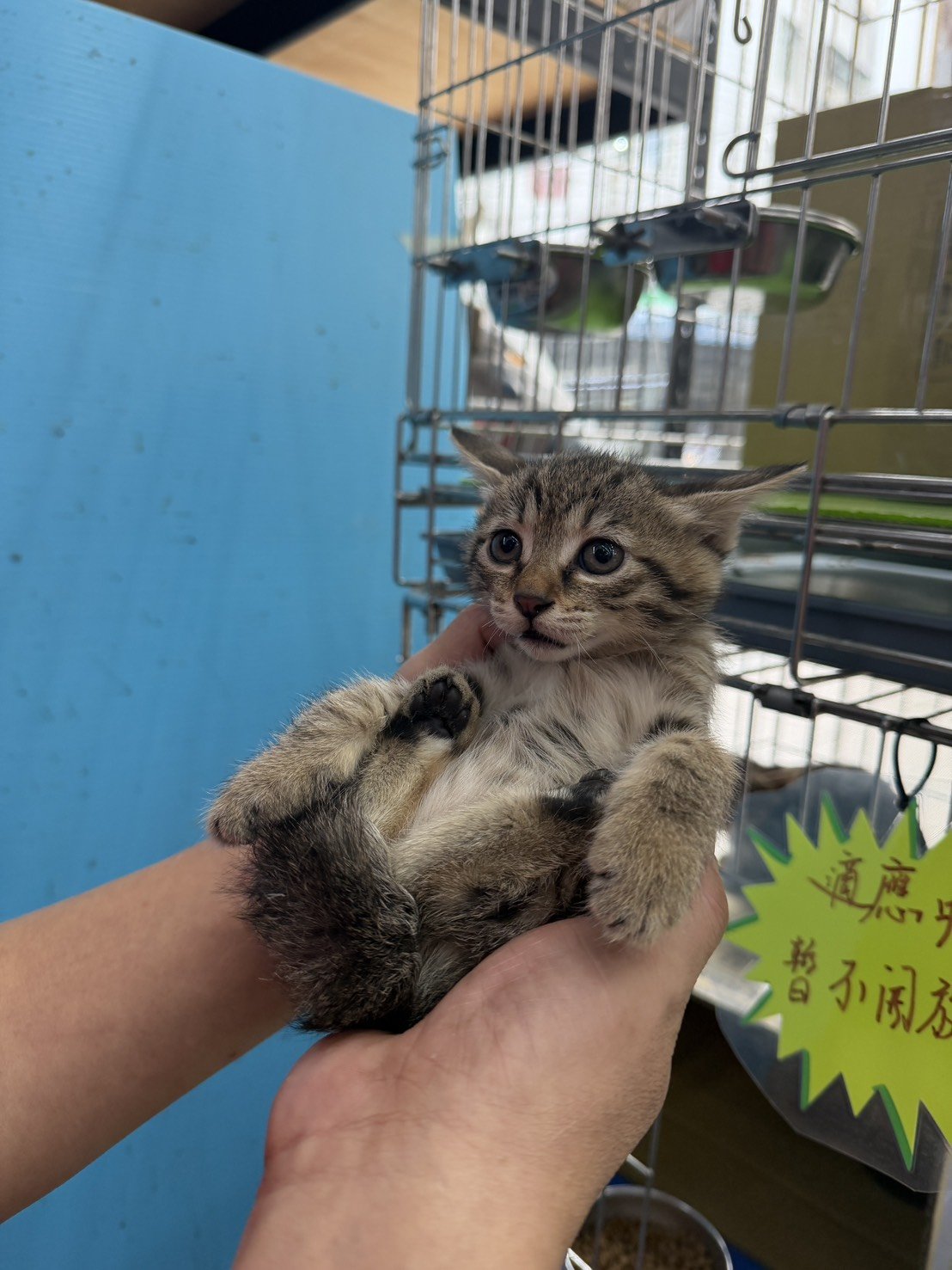 混種貓