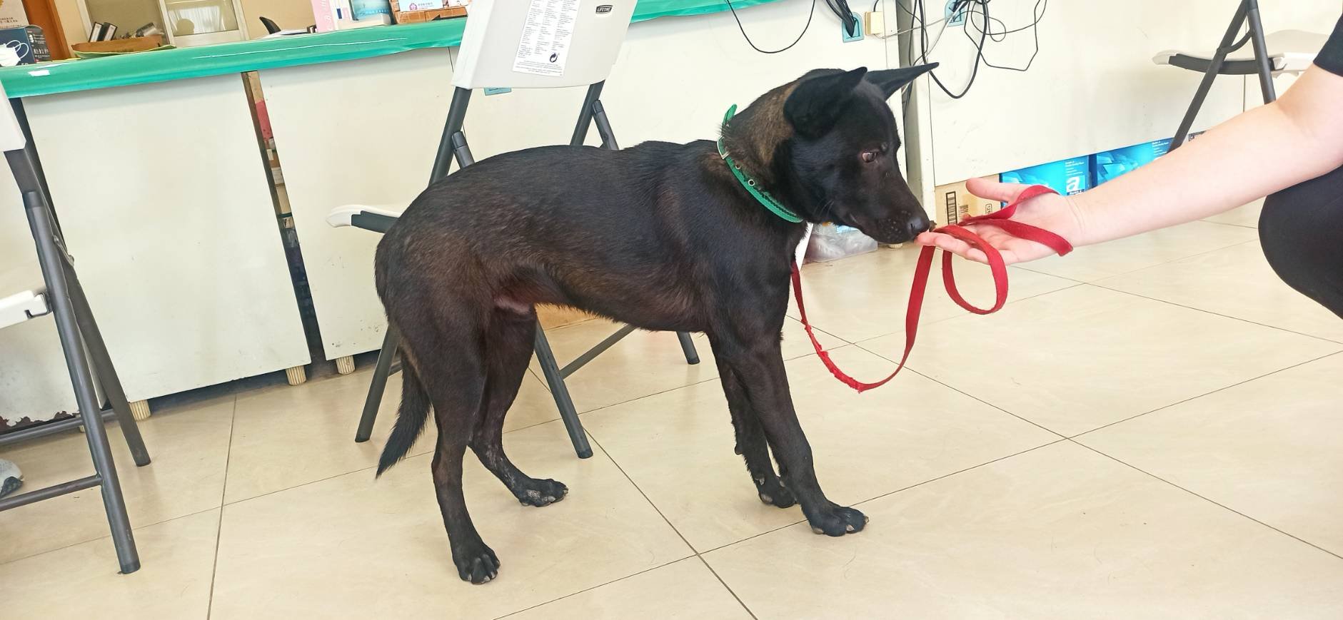 混種犬