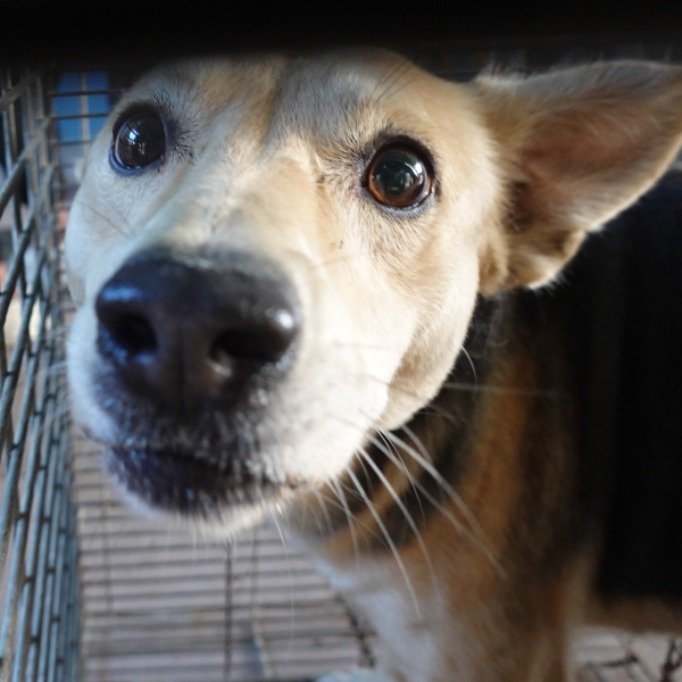 混種犬
