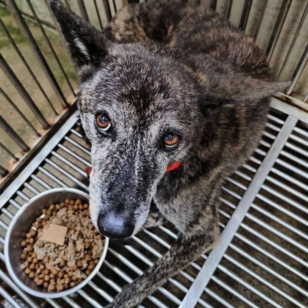 混種犬