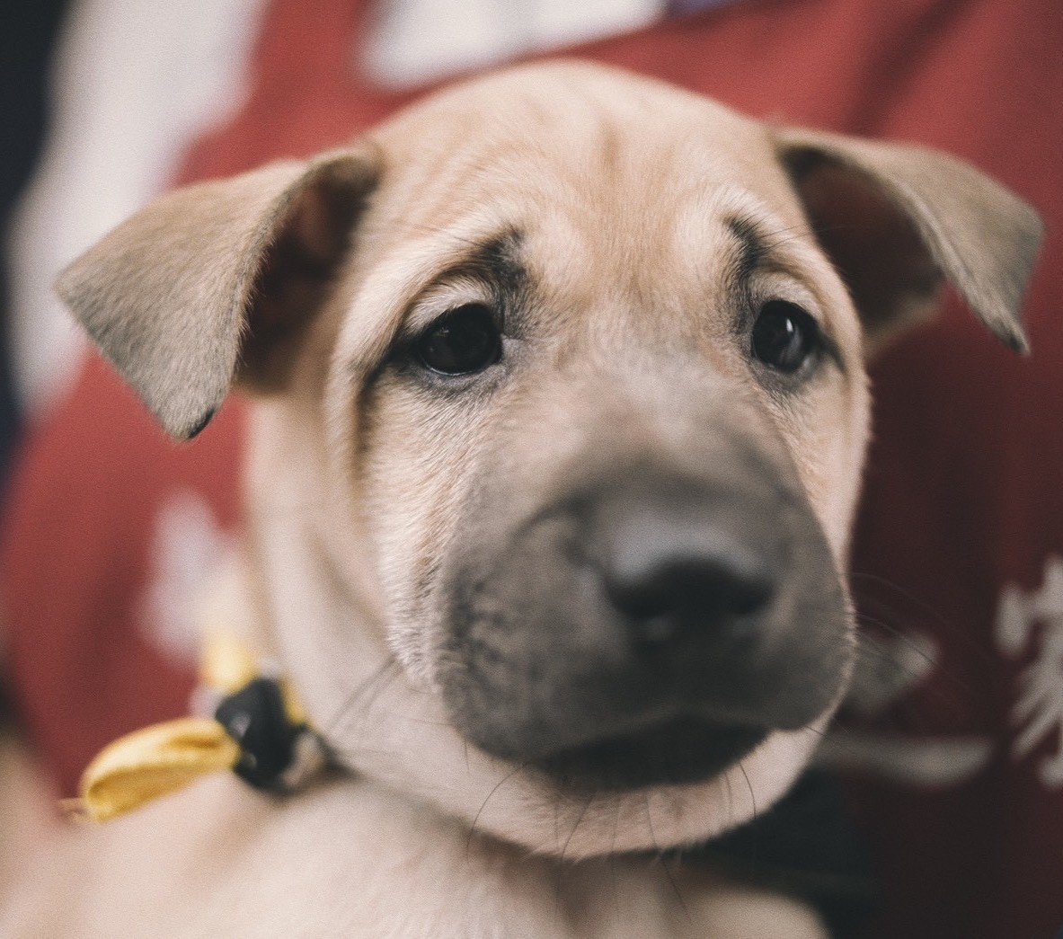 混種犬