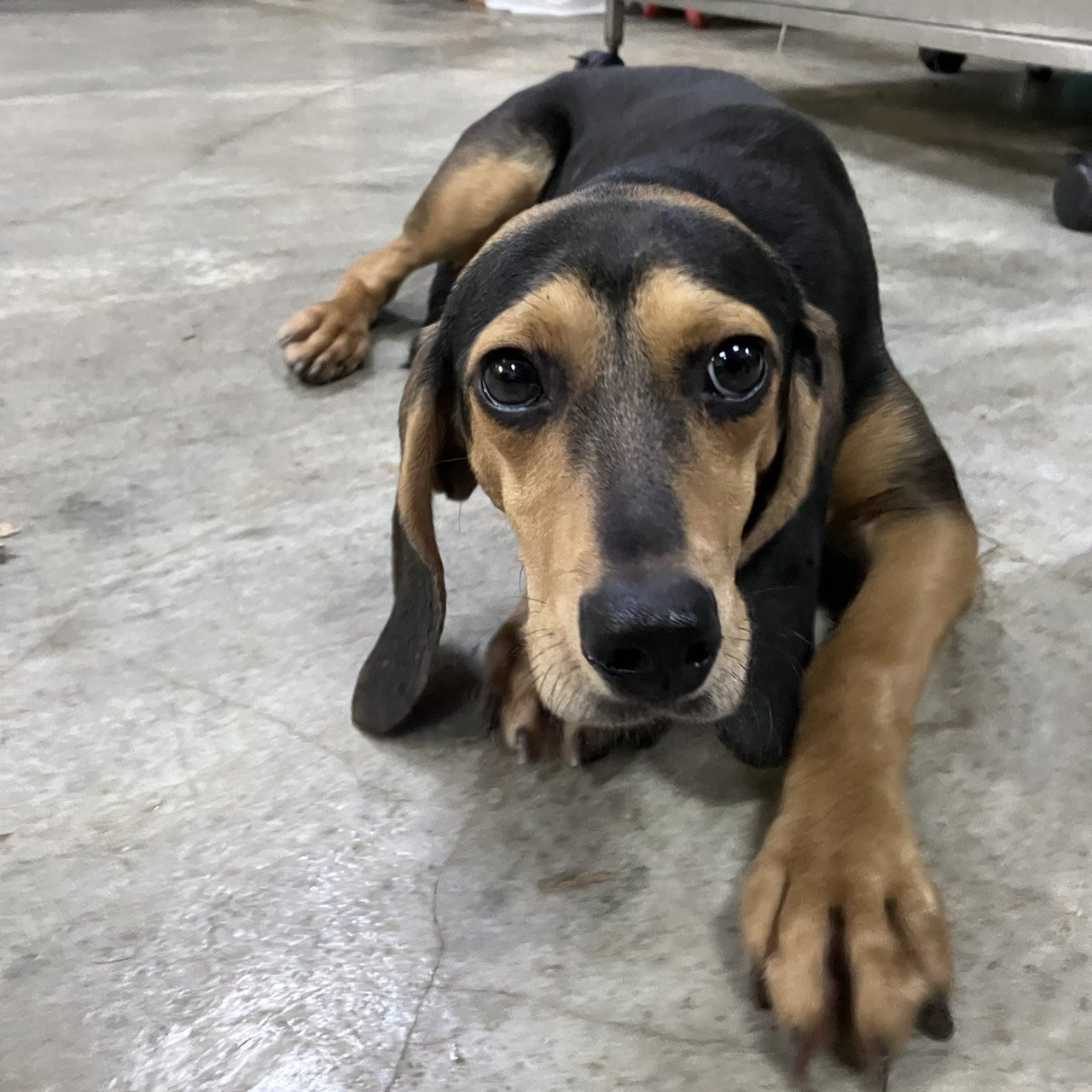 混種犬