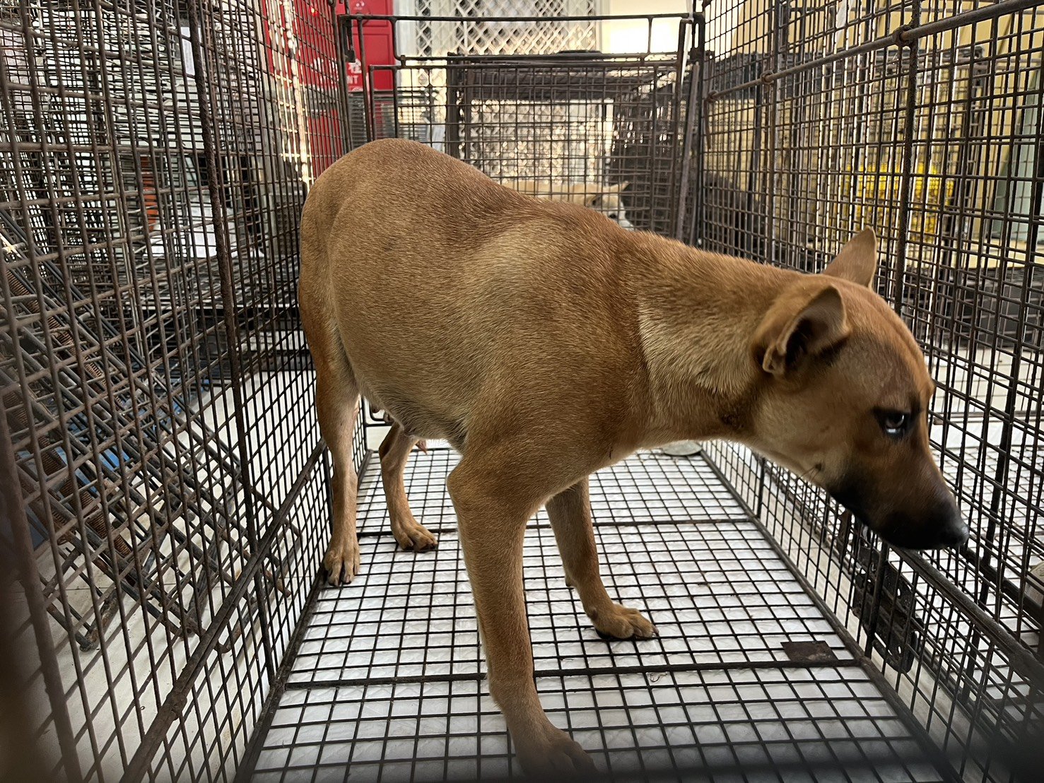 混種犬