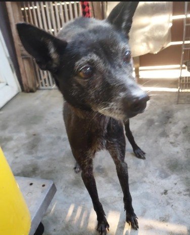 混種犬