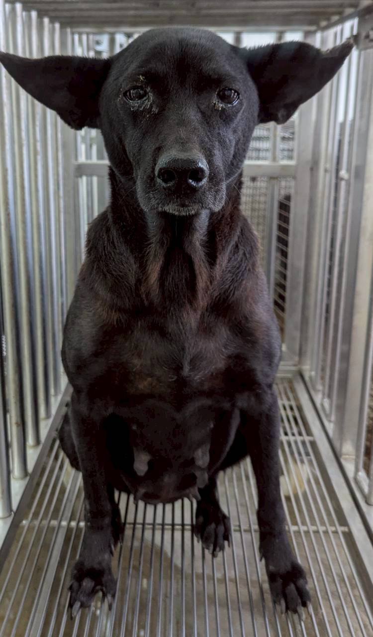 混種犬