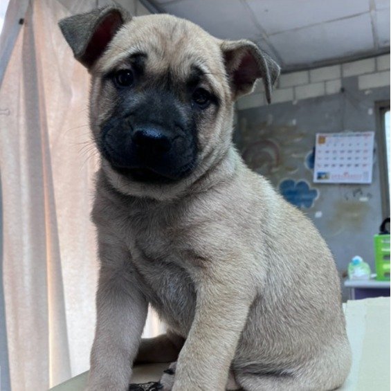 混種犬