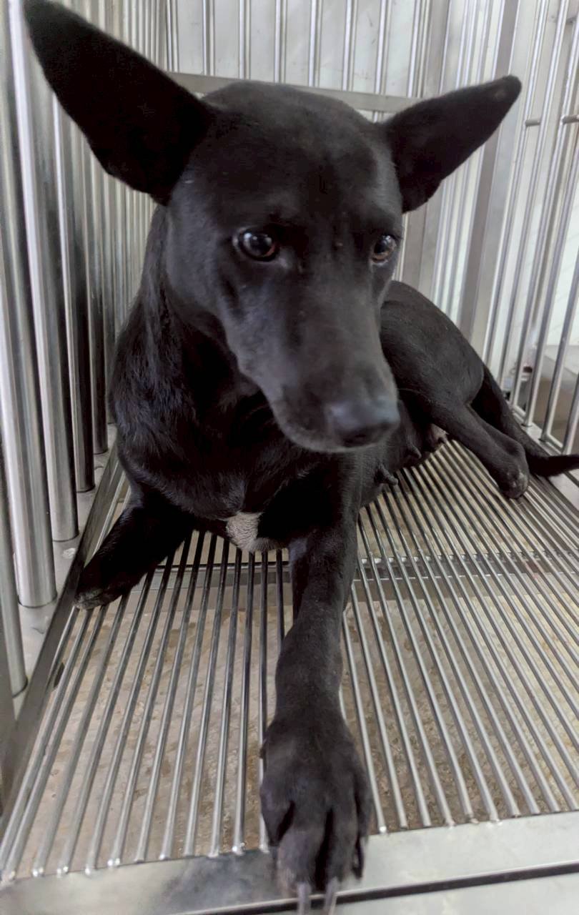 混種犬