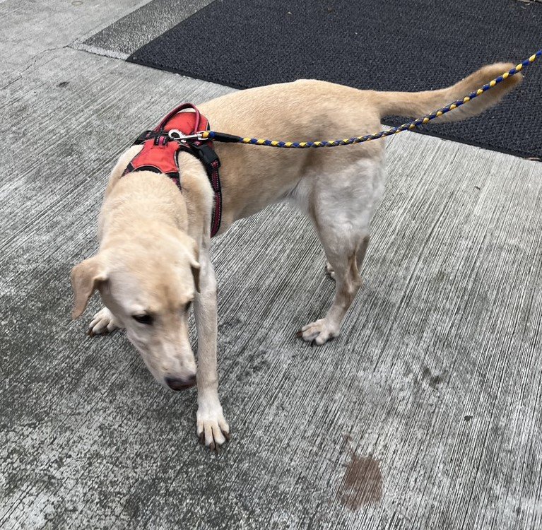 拉不拉多犬