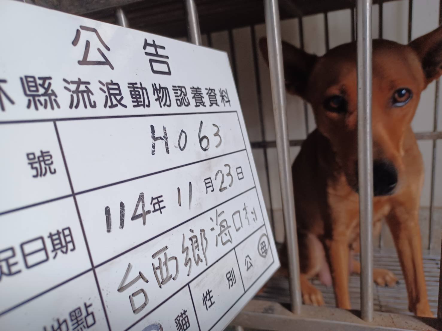 混種犬