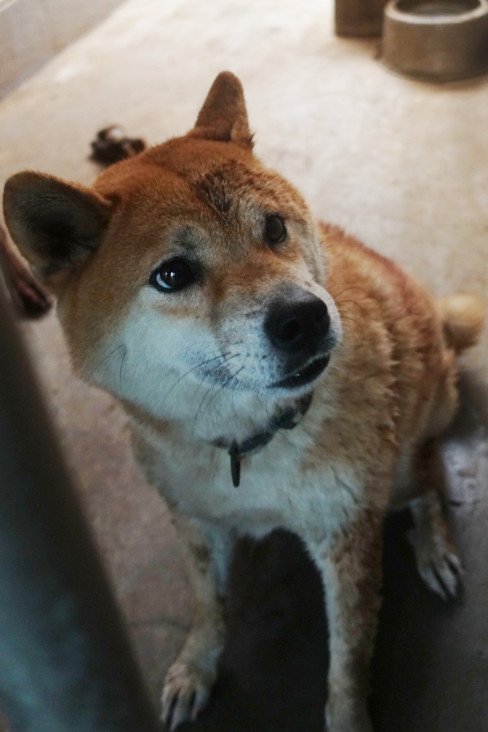 柴犬