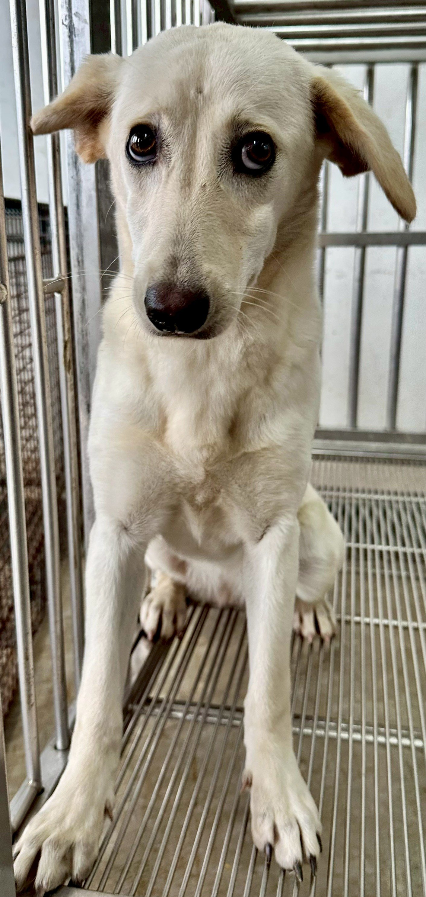 混種犬