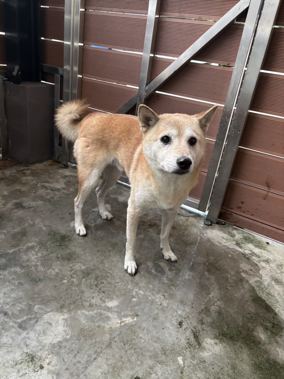 柴犬