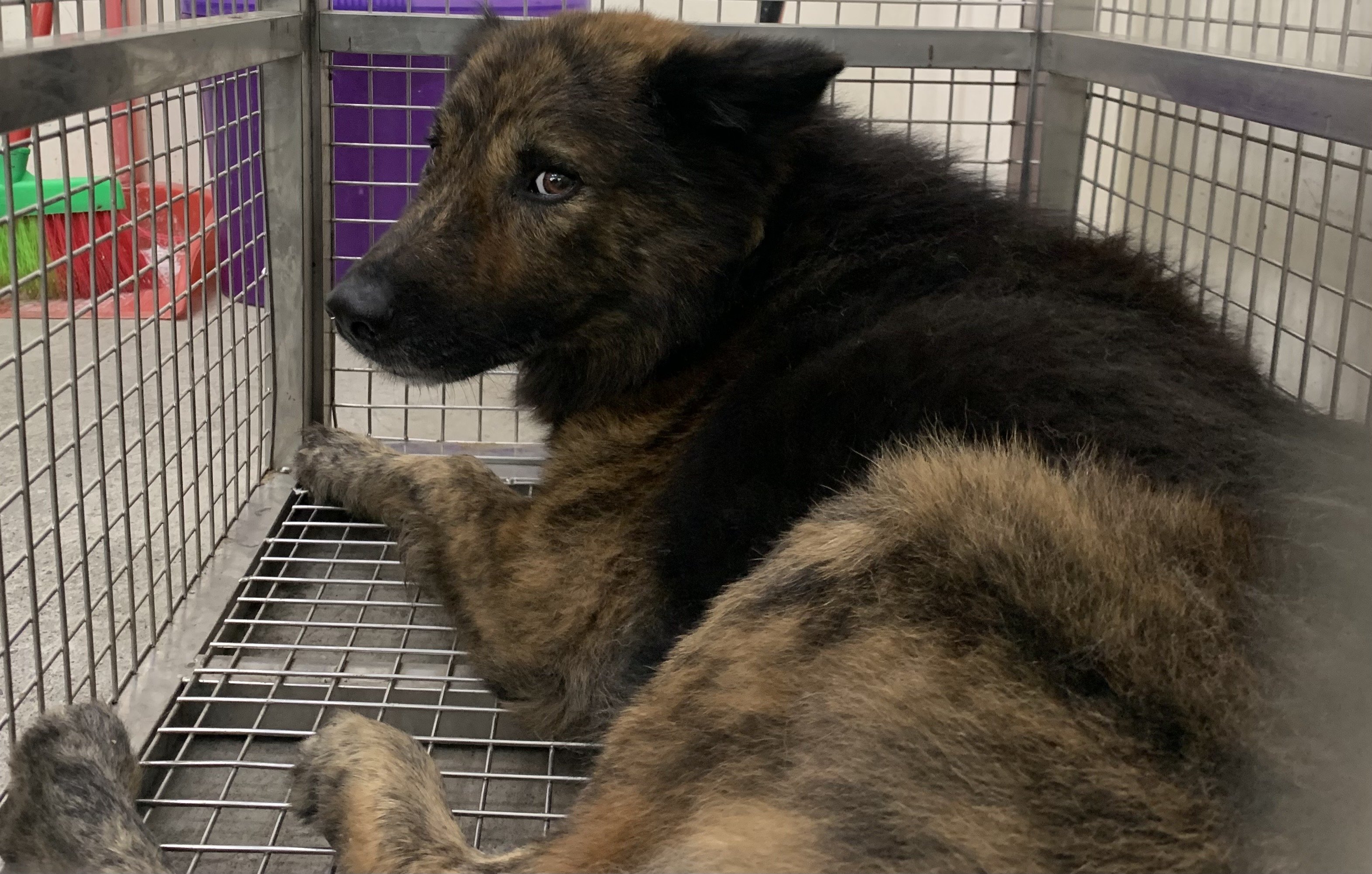 混種犬