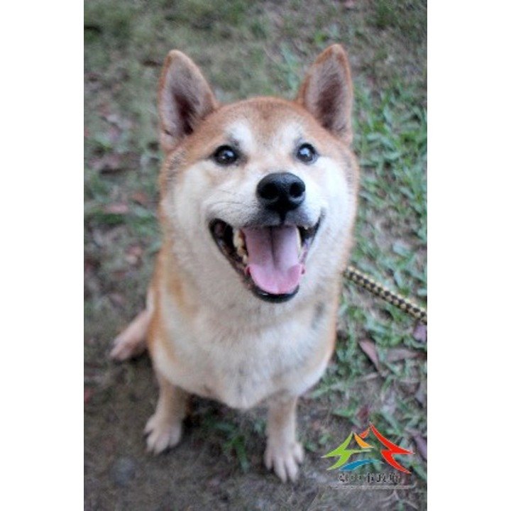 柴犬