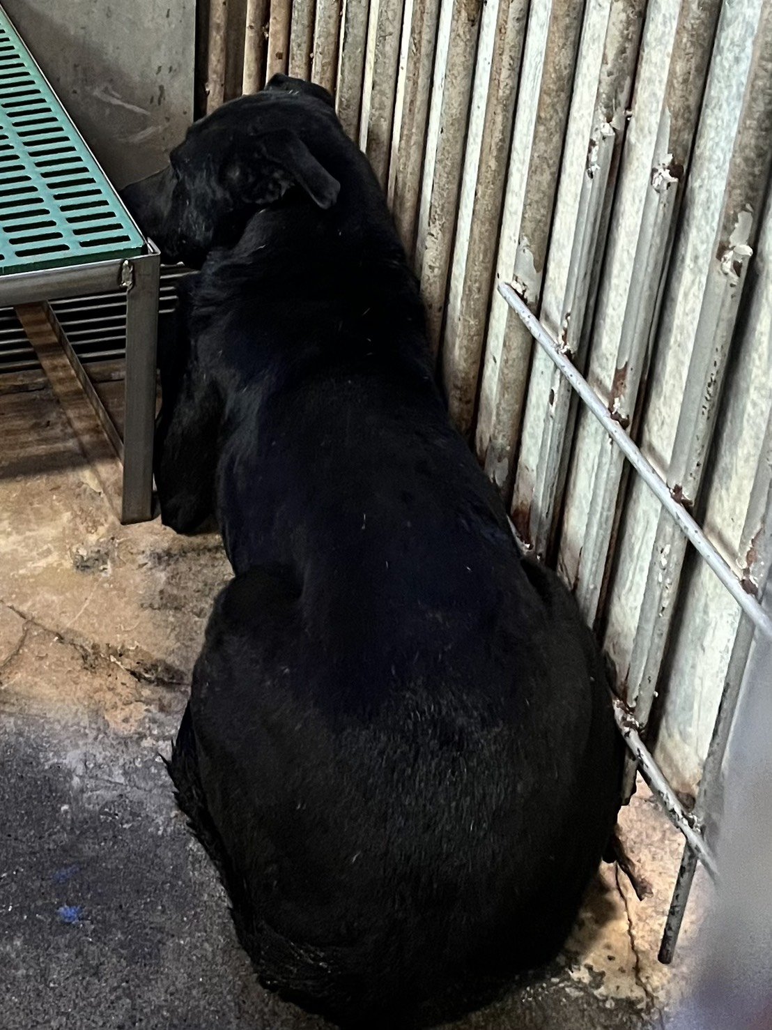 混種犬