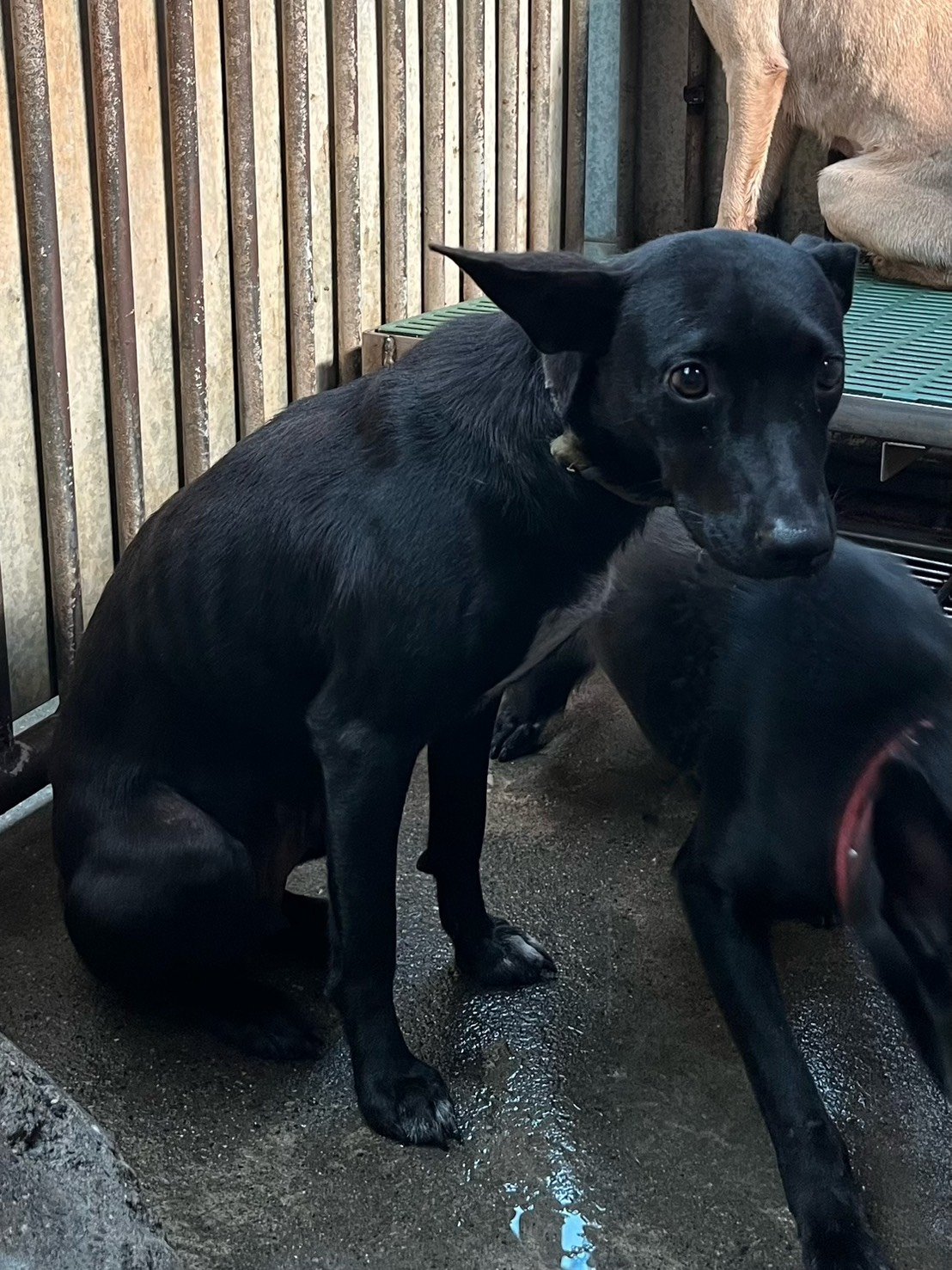 混種犬