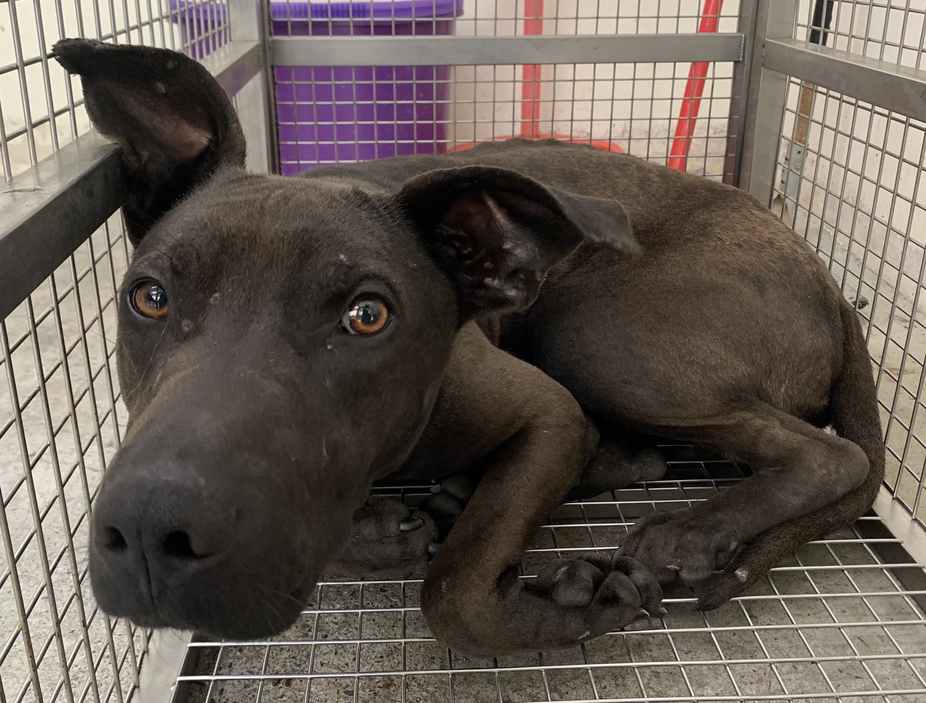 混種犬