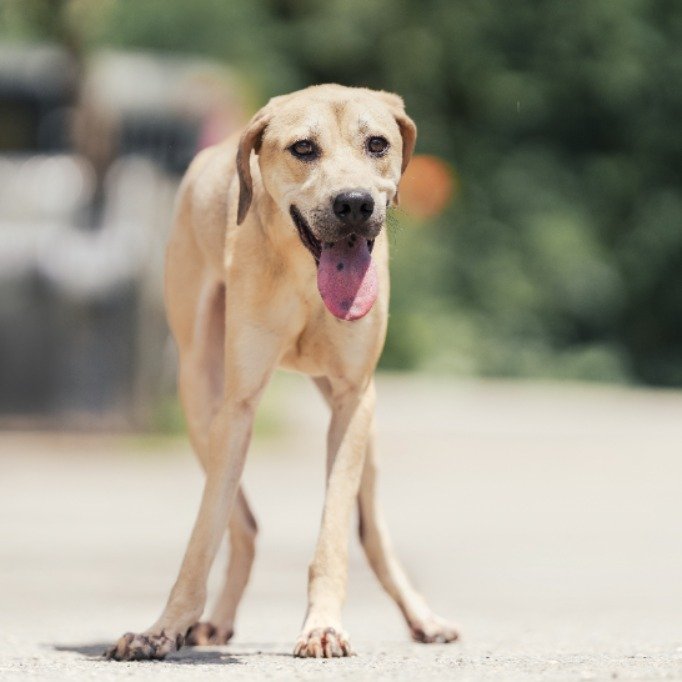 混種犬