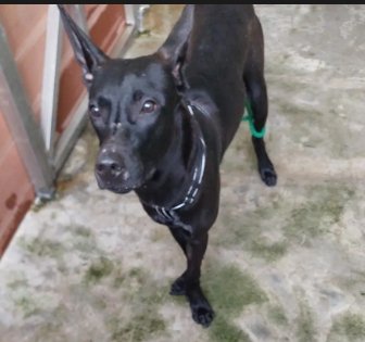 混種犬