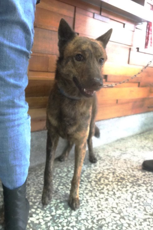 混種犬